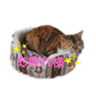 茶子ちゃん2（個別スタンプ：6）