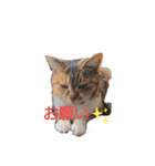 茶子ちゃん2（個別スタンプ：8）