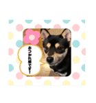 黒豆柴ゆきんこ（個別スタンプ：12）