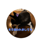 黒豆柴ゆきんこ（個別スタンプ：22）