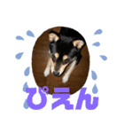 黒豆柴ゆきんこ（個別スタンプ：31）