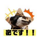 黒豆柴ゆきんこ（個別スタンプ：32）