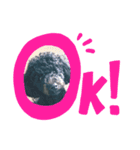 わんず！（個別スタンプ：3）