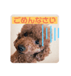 わんず！（個別スタンプ：5）