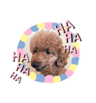 わんず！（個別スタンプ：8）