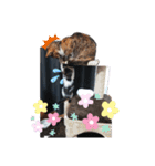 茶子ちゃん3（個別スタンプ：12）