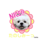 大須のジジとお友達のスタンプ❤️（個別スタンプ：7）