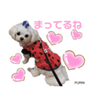 大須のジジとお友達のスタンプ❤️（個別スタンプ：9）