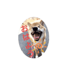 豆柴 さ く ら（個別スタンプ：7）