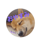 豆柴 さ く ら（個別スタンプ：8）