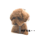 嵐（らん）のスタンプ（個別スタンプ：3）