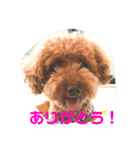 嵐（らん）のスタンプ（個別スタンプ：4）