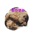 嵐（らん）のスタンプ（個別スタンプ：6）