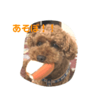 嵐（らん）のスタンプ（個別スタンプ：7）