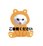 ランちゃんシリーズⅡ（個別スタンプ：1）
