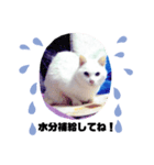 ランちゃんシリーズⅡ（個別スタンプ：2）