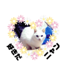 ランちゃんシリーズⅡ（個別スタンプ：3）
