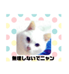 ランちゃんシリーズⅡ（個別スタンプ：5）