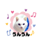 ランちゃんシリーズⅡ（個別スタンプ：7）