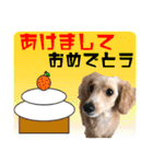 レアな行事を祝う犬（個別スタンプ：1）