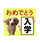 レアな行事を祝う犬（個別スタンプ：11）