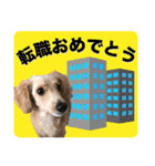 レアな行事を祝う犬（個別スタンプ：14）