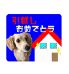 レアな行事を祝う犬（個別スタンプ：18）