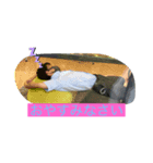 かまきりは食べれません（個別スタンプ：5）