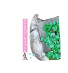 にゃーぐっ（個別スタンプ：3）