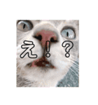 にゃーぐっ（個別スタンプ：4）