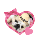 ブルドッグの短足犬もあい♡（個別スタンプ：19）