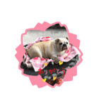 ブルドッグの短足犬もあい♡（個別スタンプ：20）