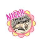 ブルドッグの短足犬もあい♡（個別スタンプ：27）