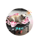 ブルドッグの短足犬もあい♡（個別スタンプ：32）