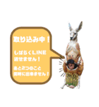 チーム池袋 season2（個別スタンプ：16）