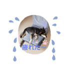 まめちゃんスタンプ.2（個別スタンプ：15）