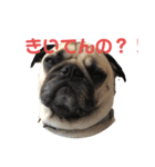 パグのぺったんスタンプ1（個別スタンプ：4）