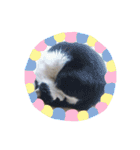 我が家のにゃんたち（個別スタンプ：1）