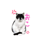 我が家のにゃんたち（個別スタンプ：2）