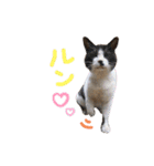 我が家のにゃんたち（個別スタンプ：3）
