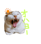 我が家のにゃんたち（個別スタンプ：5）