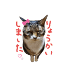 我が家のにゃんたち（個別スタンプ：6）