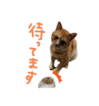 我が家のにゃんたち（個別スタンプ：8）