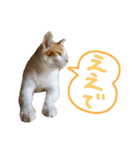 我が家のにゃんたち（個別スタンプ：11）