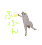 我が家のにゃんたち（個別スタンプ：13）