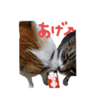 我が家のにゃんたち（個別スタンプ：14）