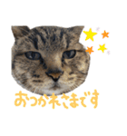 我が家のにゃんたち（個別スタンプ：24）