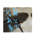 ウっちゃんとゆかいな仲間たち3匹（個別スタンプ：5）