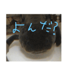 ウっちゃんとゆかいな仲間たち3匹（個別スタンプ：9）