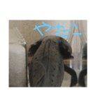 ウっちゃんとゆかいな仲間たち3匹（個別スタンプ：11）